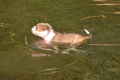 Continental Bulldogs Seeblickbulls Bilderalbum - am See am 15.10.2017