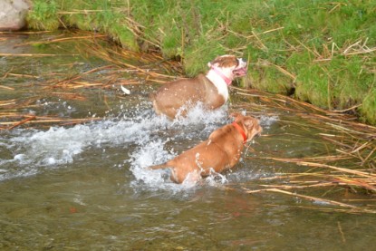 Continental Bulldogs Seeblickbulls Bilderalbum - am See am 15.10.2017