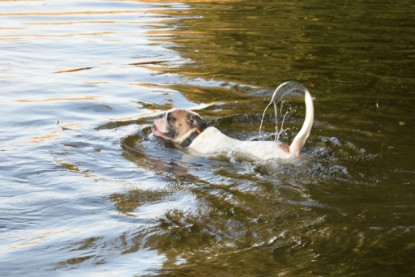 Continental Bulldogs Seeblickbulls Bilderalbum - am See am 15.10.2017