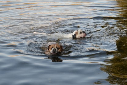 Continental Bulldogs Seeblickbulls Bilderalbum - am See am 15.10.2017