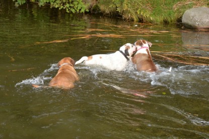 Continental Bulldogs Seeblickbulls Bilderalbum - am See am 15.10.2017