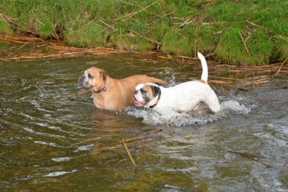 Continental Bulldogs Seeblickbulls Bilderalbum - am See am 15.10.2017