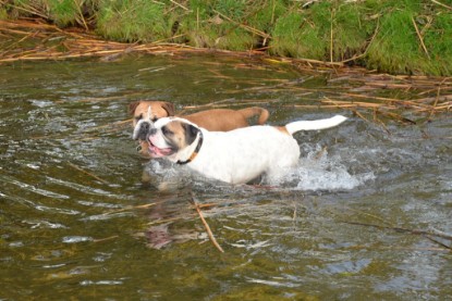 Continental Bulldogs Seeblickbulls Bilderalbum - am See am 15.10.2017