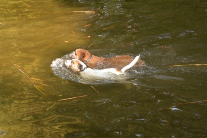 Continental Bulldogs Seeblickbulls Bilderalbum - am See am 15.10.2017