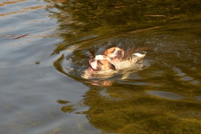 Continental Bulldogs Seeblickbulls Bilderalbum - am See am 15.10.2017