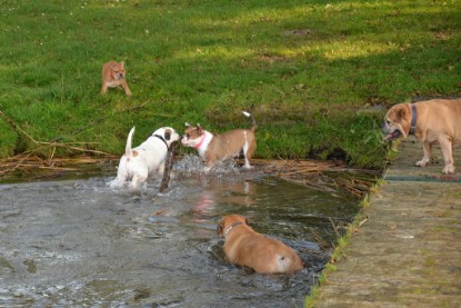 Continental Bulldogs Seeblickbulls Bilderalbum - am See am 15.10.2017