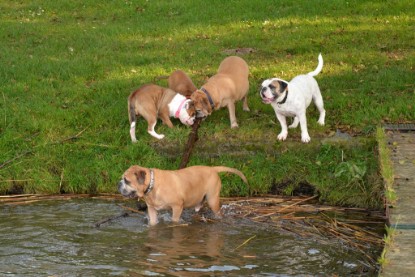 Continental Bulldogs Seeblickbulls Bilderalbum - am See am 15.10.2017