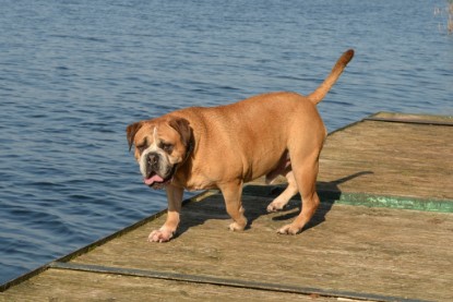 Continental Bulldogs Seeblickbulls Bilderalbum - am See am 15.10.2017