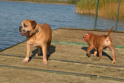 Continental Bulldogs Seeblickbulls Bilderalbum - am See am 15.10.2017