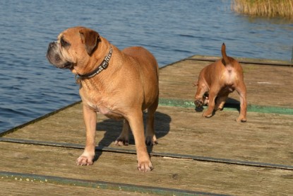 Continental Bulldogs Seeblickbulls Bilderalbum - am See am 15.10.2017