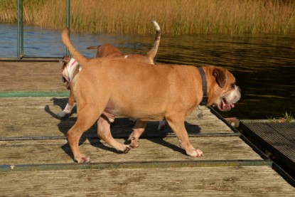 Continental Bulldogs Seeblickbulls Bilderalbum - am See am 15.10.2017