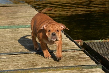 Continental Bulldogs Seeblickbulls Bilderalbum - am See am 15.10.2017