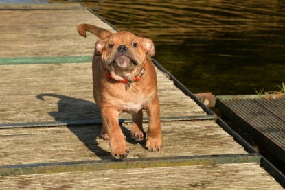 Continental Bulldogs Seeblickbulls Bilderalbum - am See am 15.10.2017