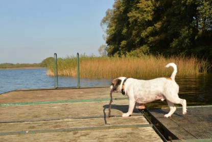 Continental Bulldogs Seeblickbulls Bilderalbum - am See am 15.10.2017