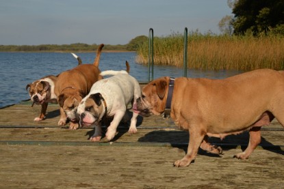 Continental Bulldogs Seeblickbulls Bilderalbum - am See am 15.10.2017