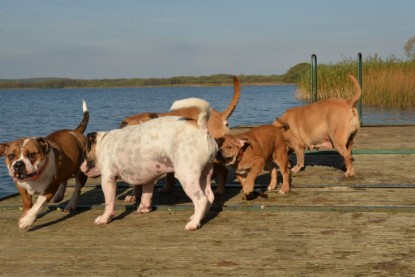 Continental Bulldogs Seeblickbulls Bilderalbum - am See am 15.10.2017