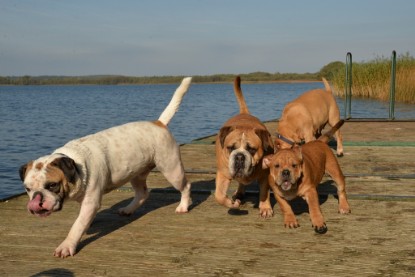 Continental Bulldogs Seeblickbulls Bilderalbum - am See am 15.10.2017