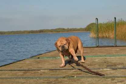 Continental Bulldogs Seeblickbulls Bilderalbum - am See am 15.10.2017