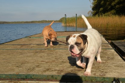 Continental Bulldogs Seeblickbulls Bilderalbum - am See am 15.10.2017