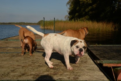 Continental Bulldogs Seeblickbulls Bilderalbum - am See am 15.10.2017