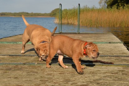 Continental Bulldogs Seeblickbulls Bilderalbum - am See am 15.10.2017