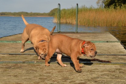 Continental Bulldogs Seeblickbulls Bilderalbum - am See am 15.10.2017