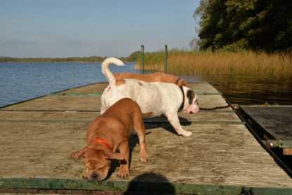 Continental Bulldogs Seeblickbulls Bilderalbum - am See am 15.10.2017