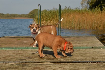 Continental Bulldogs Seeblickbulls Bilderalbum - am See am 15.10.2017