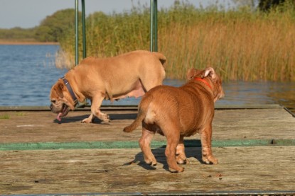 Continental Bulldogs Seeblickbulls Bilderalbum - am See am 15.10.2017