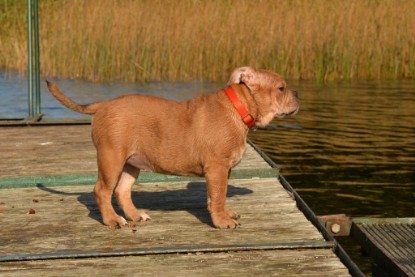 Continental Bulldogs Seeblickbulls Bilderalbum - am See am 15.10.2017