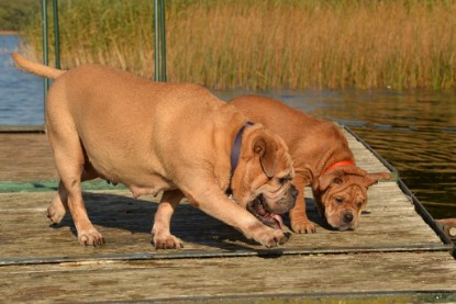 Continental Bulldogs Seeblickbulls Bilderalbum - am See am 15.10.2017