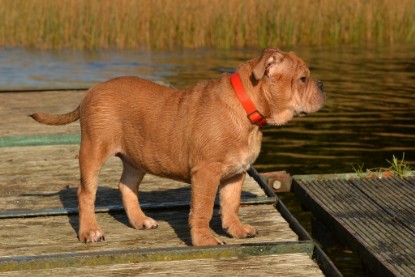 Continental Bulldogs Seeblickbulls Bilderalbum - am See am 15.10.2017