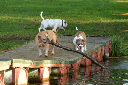 Continental Bulldogs Seeblickbulls Bilderalbum - am See am 15.10.2017