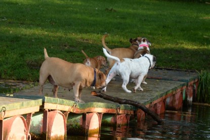 Continental Bulldogs Seeblickbulls Bilderalbum - am See am 15.10.2017