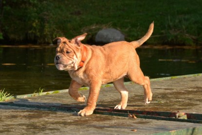 Continental Bulldogs Seeblickbulls Bilderalbum - am See am 15.10.2017