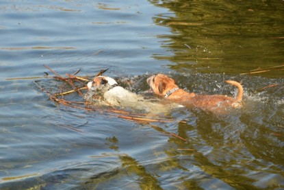 Continental Bulldogs Seeblickbulls Bilderalbum - am See am 15.10.2017