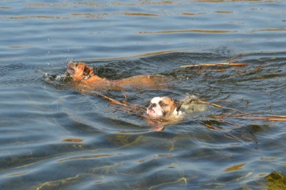 Continental Bulldogs Seeblickbulls Bilderalbum - am See am 15.10.2017