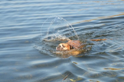 Continental Bulldogs Seeblickbulls Bilderalbum - am See am 15.10.2017