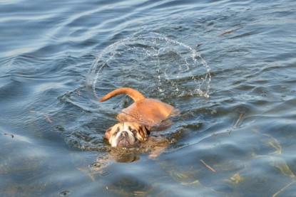 Continental Bulldogs Seeblickbulls Bilderalbum - am See am 15.10.2017