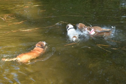 Continental Bulldogs Seeblickbulls Bilderalbum - am See am 15.10.2017