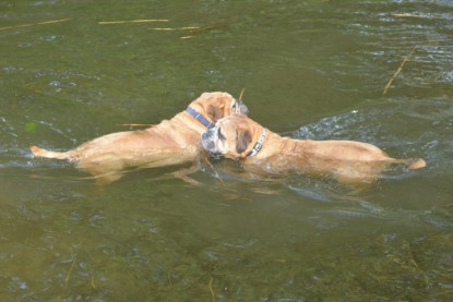 Continental Bulldogs Seeblickbulls Bilderalbum - am See am 15.10.2017