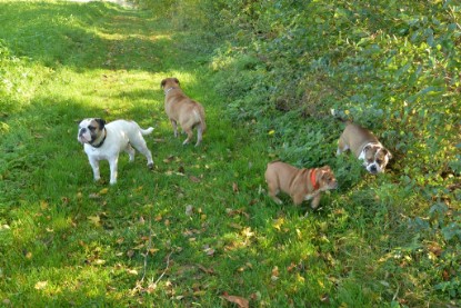 Continental Bulldogs Seeblickbulls Bilderalbum - am See am 15.10.2017