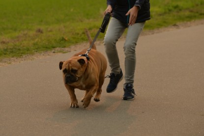 Continental Bulldogs Seeblickbulls Bilderalbum - Seeblickbulls Anneliese zu Besuch