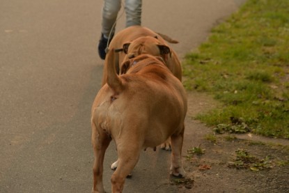 Continental Bulldogs Seeblickbulls Bilderalbum - Seeblickbulls Anneliese zu Besuch