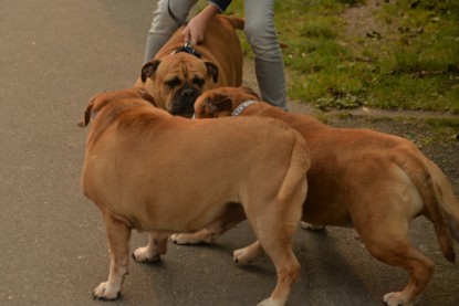 Continental Bulldogs Seeblickbulls Bilderalbum - Seeblickbulls Anneliese zu Besuch