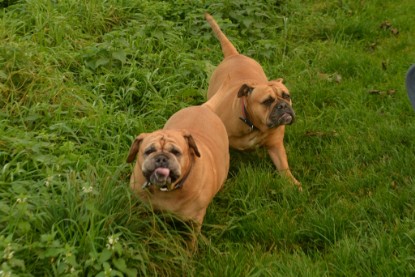 Continental Bulldogs Seeblickbulls Bilderalbum - Seeblickbulls Anneliese zu Besuch