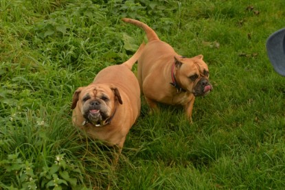 Continental Bulldogs Seeblickbulls Bilderalbum - Seeblickbulls Anneliese zu Besuch