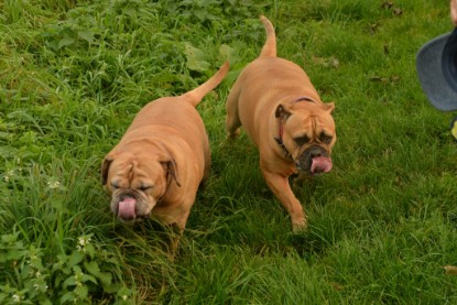 Continental Bulldogs Seeblickbulls Bilderalbum - Seeblickbulls Anneliese zu Besuch