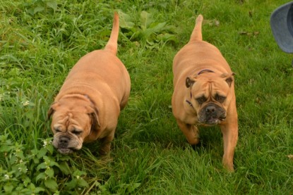 Continental Bulldogs Seeblickbulls Bilderalbum - Seeblickbulls Anneliese zu Besuch