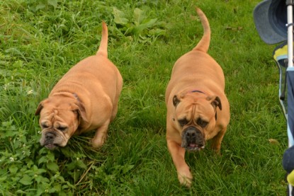 Continental Bulldogs Seeblickbulls Bilderalbum - Seeblickbulls Anneliese zu Besuch